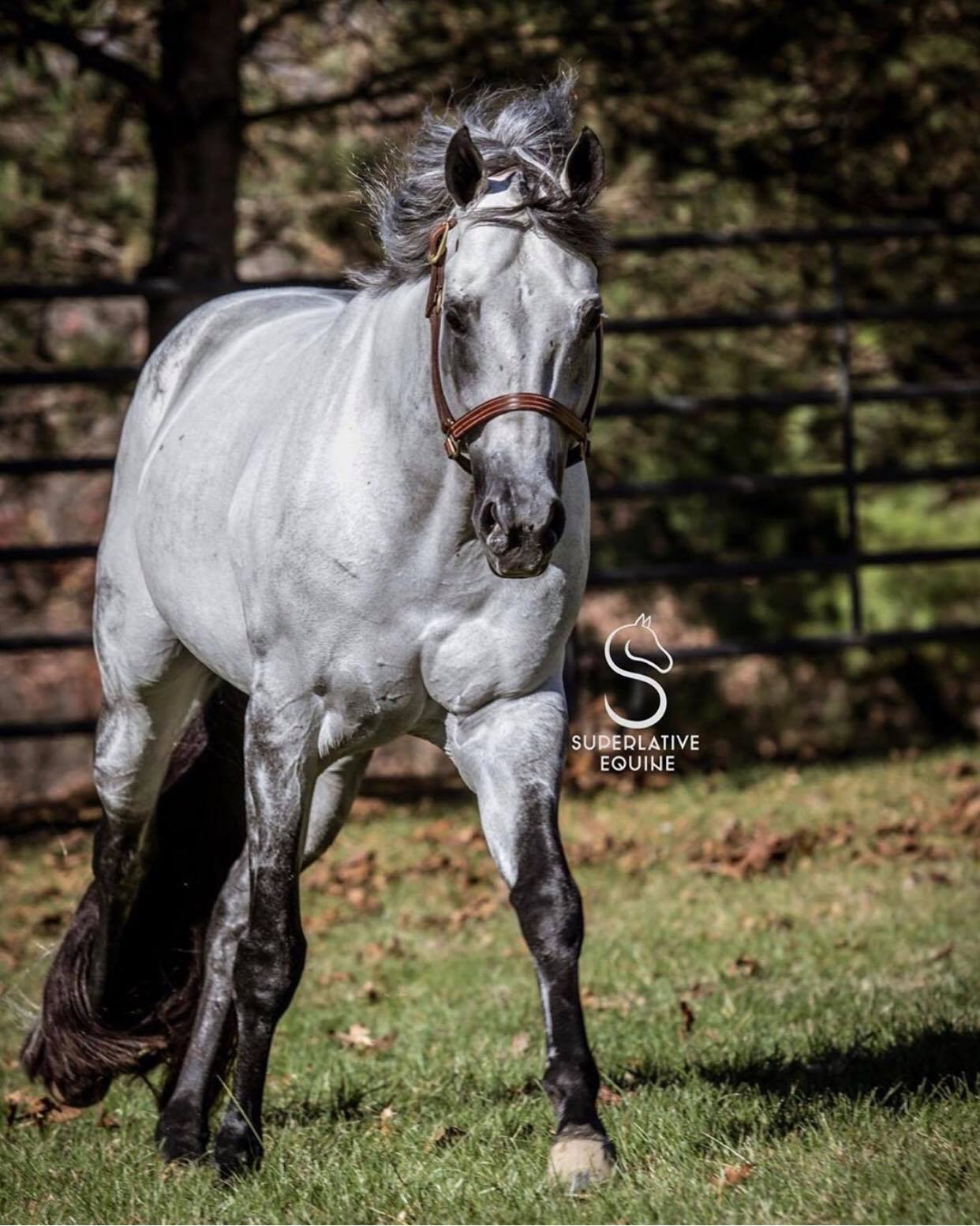 Quarter Horse Stallion - Un Forgettable